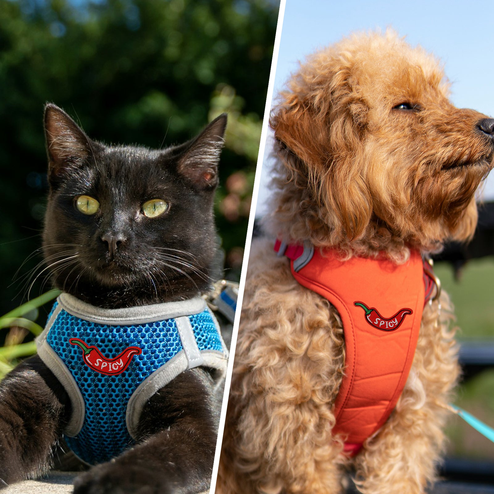 Red Hot Spicy Pepper Chili Patch (Iron-on)